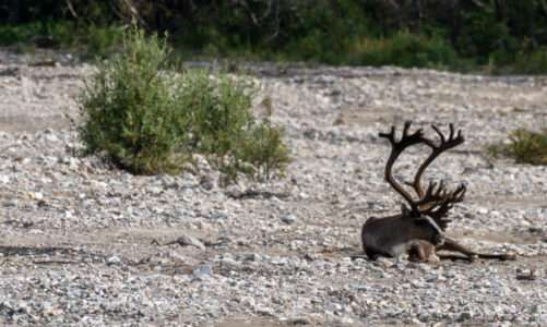 2019_07_31 Der Denali National Park