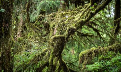 2019_09_19 Olympic National Park