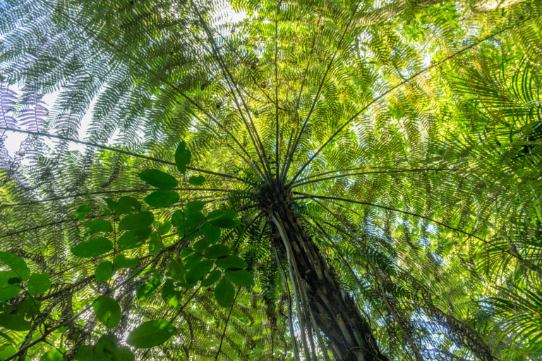 2019_12_28 Waipoua Forest .we have gone around the world!