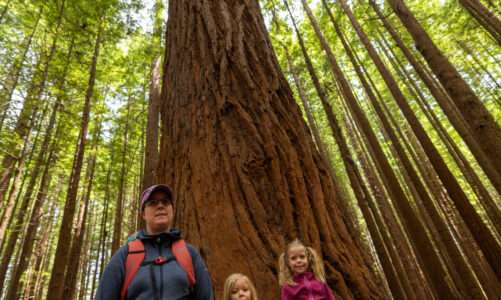 2020_01_05 Rotorua Redwood Forest